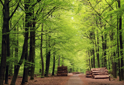 <i class='fa fa-user'></i>&nbsp;Tineke Strijbosch&nbsp;|  Beukenbos&nbsp; <i class='fa fa-eye'>&nbsp;114</i> &nbsp; <i class='fa fa-comment-o'>&nbsp;5</i>