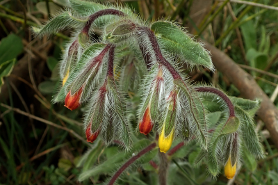 <i class='fa fa-user'></i>&nbsp;A. Soeting&nbsp;|  Onosma graeca&nbsp; <i class='fa fa-eye'>&nbsp;82</i> &nbsp;<i class='fa fa-thumbs-up'>&nbsp;1</i> &nbsp; <i class='fa fa-comment-o'>&nbsp;4</i>