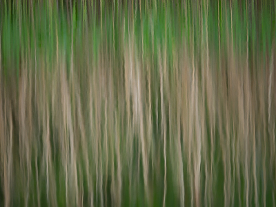 <i class='fa fa-user'></i>&nbsp;Truus Aletta Maan&nbsp;|  Weer spiegeling van het riet in het water&nbsp; <i class='fa fa-eye'>&nbsp;88</i> &nbsp; <i class='fa fa-comment-o'>&nbsp;3</i>