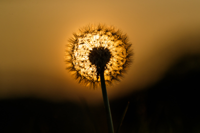 De foto is met tegenlicht gemaakt bij een ondergaande zon. Daarbij heb ik gezocht naar een exemplaar dat iets boven de directe omgeving uitstak zodat deze eenvoudig vrij te maken was.