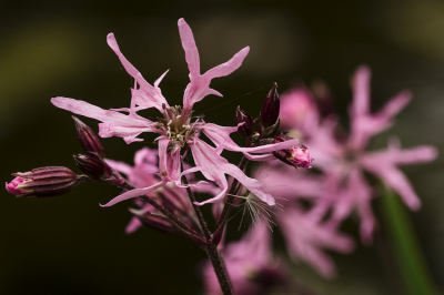 Er stonden er twee in bloei in het beekdalletje.
Het zijn door hun bloemvorm fraaie planten