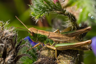 Het fotograferen van sprinkhanen wordt vaak bemoeilijkt doordat ze soms gedeeltelijk zichtbaar zijn vanwege grassprieten e.d.
Deze Krasser vrouw was goed benaderbaar.