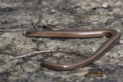 <i class='fa fa-user'></i>&nbsp;Ties Niehof&nbsp;|  Hazelworm&nbsp; <i class='fa fa-eye'>&nbsp;114</i> &nbsp; <i class='fa fa-comment-o'>&nbsp;2</i>