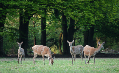 Vlakbij huis is een wildweide. Vaak ga ik ' s morgensvroeg even kijken. Het is geregeld alles of niks.  Je moet wat geluk hebben. Nu ben ik 's avonds even langsgegaan. Het malse verse gras lokt de dieren uit het bos.
Hier zie je goed hoe de hindes verharen en hun mooie zomervacht weer krijgen.