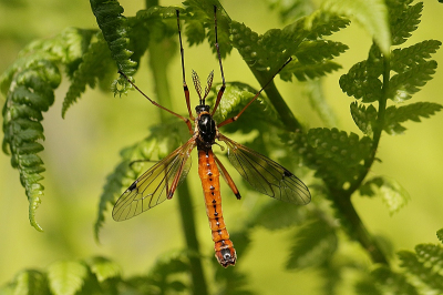 <i class='fa fa-user'></i>&nbsp;frbeuming&nbsp;|  Ctenophora pectinicornis&nbsp; <i class='fa fa-eye'>&nbsp;99</i> &nbsp;<i class='fa fa-thumbs-up'>&nbsp;1</i> &nbsp; <i class='fa fa-comment-o'>&nbsp;6</i>