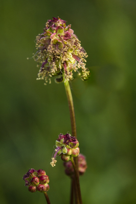 Herkende de plant niet, na wat snuffelwerk kwam er achter de naam.
Stond in een bloemenwei.