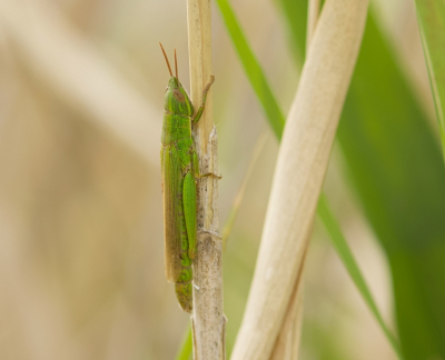 Tijdens het fotograferen van de boomkikkers, zag ik ineens deze sprinkhaan in het riet zitten. Uit de hand gemaakt.