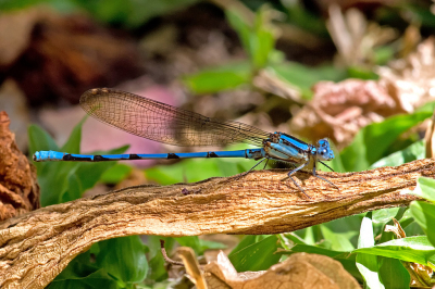 <i class='fa fa-user'></i>&nbsp;H. Cuper&nbsp;|  Argia anceps&nbsp; <i class='fa fa-eye'>&nbsp;71</i> &nbsp; <i class='fa fa-comment-o'>&nbsp;1</i>