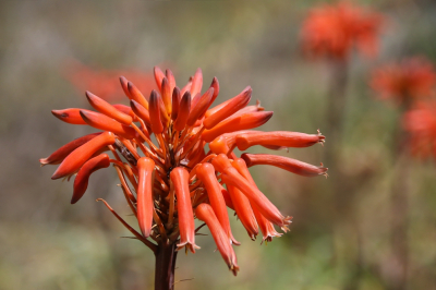 <i class='fa fa-user'></i>&nbsp;Robert Rodenburg&nbsp;|  Aloe maculata&nbsp; <i class='fa fa-eye'>&nbsp;64</i> &nbsp; <i class='fa fa-comment-o'>&nbsp;2</i>