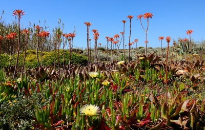 <i class='fa fa-user'></i>&nbsp;sieb&nbsp;|  Aloe maculata&nbsp; <i class='fa fa-eye'>&nbsp;107</i> &nbsp;<i class='fa fa-thumbs-up'>&nbsp;3</i> &nbsp; <i class='fa fa-comment-o'>&nbsp;3</i>
