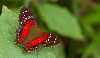 <i class='fa fa-user'></i>&nbsp;Paul Cools&nbsp;|  Anartia amathea&nbsp; <i class='fa fa-eye'>&nbsp;110</i> &nbsp;<i class='fa fa-thumbs-up'>&nbsp;3</i> &nbsp; <i class='fa fa-comment-o'>&nbsp;1</i>