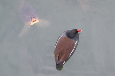 Vanaf een bruggetje.
Ik vond de koi karpers er onder de foto een leuk effect geven.