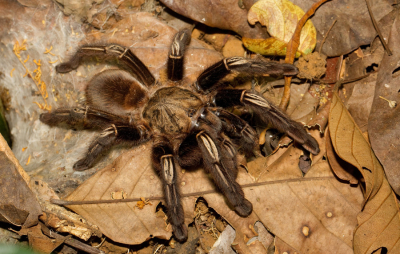 <i class='fa fa-user'></i>&nbsp;Paul Cools&nbsp;|  Ephebopus murinus&nbsp; <i class='fa fa-eye'>&nbsp;106</i> &nbsp; <i class='fa fa-comment-o'>&nbsp;1</i>