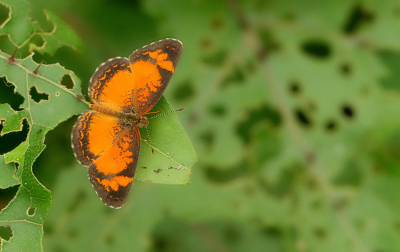 <i class='fa fa-user'></i>&nbsp;Paul Cools&nbsp;|  Ortilia liriope&nbsp; <i class='fa fa-eye'>&nbsp;68</i> &nbsp; <i class='fa fa-comment-o'>&nbsp;2</i>