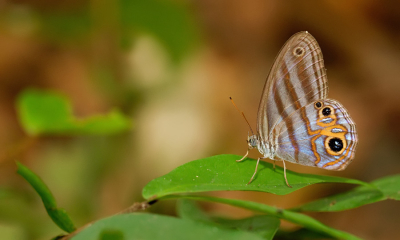 <i class='fa fa-user'></i>&nbsp;Paul Cools&nbsp;|  Chloreuptychia herseis&nbsp; <i class='fa fa-eye'>&nbsp;73</i> &nbsp;<i class='fa fa-thumbs-up'>&nbsp;4</i> &nbsp; <i class='fa fa-comment-o'>&nbsp;2</i>