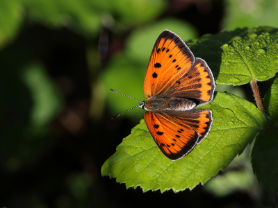 <i class='fa fa-user'></i>&nbsp;Ad Sprang&nbsp;|  Grote Vuurvlinder&nbsp; <i class='fa fa-eye'>&nbsp;108</i> &nbsp; <i class='fa fa-comment-o'>&nbsp;3</i>