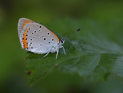 <i class='fa fa-user'></i>&nbsp;Ad Sprang&nbsp;|  Grote Vuurvlinder&nbsp; <i class='fa fa-eye'>&nbsp;149</i> &nbsp;<i class='fa fa-thumbs-up'>&nbsp;9</i> &nbsp; <i class='fa fa-comment-o'>&nbsp;6</i>