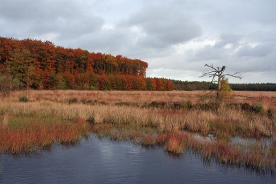 <i class='fa fa-user'></i> Klaas van Haeringen | Herfst en vergankelijkheid  <i class='fa fa-eye'> 781</i>  <i class='fa fa-thumbs-up'> 11</i>   <i class='fa fa-comment-o'> 32</i>