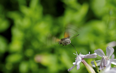 De foto gemaakt in mijn tuin met mooi weer. Ze zijn erg beweeglijk en moeilijk op de foto te krijgen.