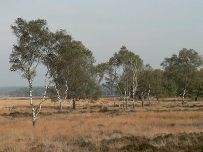 <i class='fa fa-user'></i> Gerard Roest | Berken op de Hoge veluwe  <i class='fa fa-eye'> 174</i>   <i class='fa fa-comment-o'> 0</i>