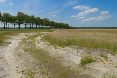 <i class='fa fa-user'></i>&nbsp;Hendrik van Kampen&nbsp;|  Oude Willem&nbsp; <i class='fa fa-eye'>&nbsp;80</i> &nbsp; <i class='fa fa-comment-o'>&nbsp;2</i>