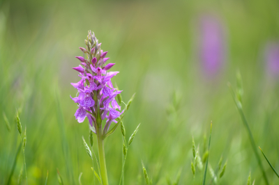 Het is al weer een poosje geleden dat ik hier een foto heb geplaatst. De laatste tijd heb ik me wat meer met bloemen, vlinders en libellen bezig gehouden i.p.v. met vogels. De laatste paar dagen vooral met orchideen. Wel leuk voor de verandering. Deze gevlekte orchis kwam ik tegen langs het fietspad op het landgoed Den Treek.