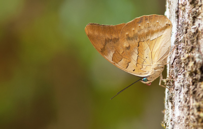<i class='fa fa-user'></i>&nbsp;Paul Cools&nbsp;|  Archaeoprepona demophon&nbsp; <i class='fa fa-eye'>&nbsp;63</i> &nbsp; <i class='fa fa-comment-o'>&nbsp;4</i>