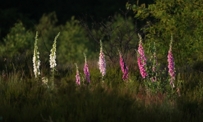 Herten gezien. Zwijnen tegengekomen. Wat zou ik ze graag in combinatie zien met het vingerhoedskruid!
Overal is deze plant nu op de Veluwe weelderig te zien. Hele velden vol.