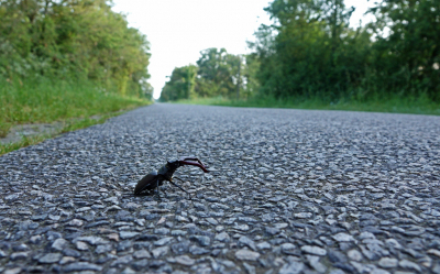 In de vroege morgen ging ik altijd een stukje fietsen. Mijn oog viel op wat bijzonders op de weg. Er lag een vliegend hert met de pootjes omhoog. Met de stoffen zakdoek voorzicht dit beestje opgepakt en weer op de pootjes gezet. Ik voelde de kracht van de kaken in de zakdoek. Snel liggend op de weg deze opname gemaakt en daarna het beestje in de berm gezet. Het was rond dat tijdstip niet druk op de weg. Er kwam niemand langs....