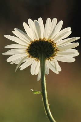 <i class='fa fa-user'></i>&nbsp;jan rienk&nbsp;|  Gewone Margriet&nbsp; <i class='fa fa-eye'>&nbsp;55</i> &nbsp; <i class='fa fa-comment-o'>&nbsp;0</i>