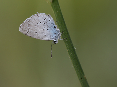 <i class='fa fa-user'></i>&nbsp;Ad Sprang&nbsp;|  Oostelijk Staartblauwtje&nbsp; <i class='fa fa-eye'>&nbsp;58</i> &nbsp;<i class='fa fa-thumbs-up'>&nbsp;1</i> &nbsp; <i class='fa fa-comment-o'>&nbsp;2</i>