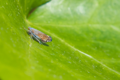 <i class='fa fa-user'></i>&nbsp;Bert Veerman&nbsp;|  Fieberiella florii&nbsp; <i class='fa fa-eye'>&nbsp;70</i> &nbsp; <i class='fa fa-comment-o'>&nbsp;2</i>