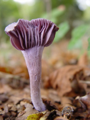Mooie paarse paddestoel, lijkt wel een kikkerkop, gevonden in Lambalgse bos in Scherpenzeel. In deze vorm maar 1 aangetroffen.