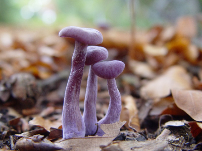 In Lambalgse bos in Scherpenzeel op twee plaatsen meerdere exemplaren aangetroffen