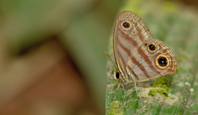 <i class='fa fa-user'></i>&nbsp;Paul Cools&nbsp;|  Euptychia rufocincta&nbsp; <i class='fa fa-eye'>&nbsp;57</i> &nbsp; <i class='fa fa-comment-o'>&nbsp;2</i>