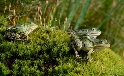 <i class='fa fa-user'></i>&nbsp;Ties Niehof&nbsp;|  Groene Kikker sp.&nbsp; <i class='fa fa-eye'>&nbsp;91</i> &nbsp; <i class='fa fa-comment-o'>&nbsp;3</i>