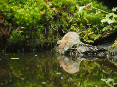 ik ging eigenlijk voor vogels fotograferen met een collega in een hut.
ik had net een foto van de middelste bonte specht gemaakt tot de rosse woelmuis in beeld kwam drinkend ,met een erg zachte ondergrond en, vanaf monopod kon ik er bij om de muis zo goed in beeld krijg ik m nooit meer op foto te zetten kon ik ook niet laten. zo heb ik ook wat anders dan vogels gespot ook die dag. het licht is iets harder door de omstandigheden die zich onverwacht voordeden maar hij staat denk ik er nog acceptabel op.