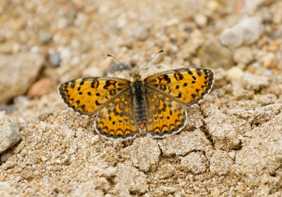 Tijdens een wandeling zat deze prachtige vlinder midden op het pad. De vlinder langzaam benaderd, door de knien gegaan en de foto uit de hand gemaakt.