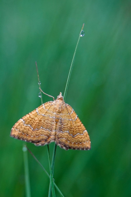 <i class='fa fa-user'></i>&nbsp;Jacolienl&nbsp;|  Gestreepte Goudspanner&nbsp; <i class='fa fa-eye'>&nbsp;62</i> &nbsp;<i class='fa fa-thumbs-up'>&nbsp;3</i> &nbsp; <i class='fa fa-comment-o'>&nbsp;4</i>