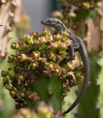 Ze zijn behoorlijk lang met hun forse staart daarom lastig te fotograferen in de volle lengte maar in deze houding snoepend van de nectar van de cactus ging het nog wel.