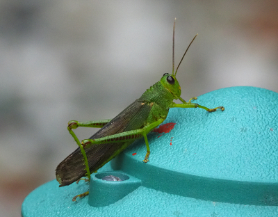 een soort sprinkhaan? op terrasverlichting
aparte verschijning..