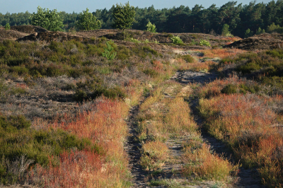 De dag begon koel. Het was 12 graden. Je kon je bijna niet voorstellen dat het later op de dag zo warm zou gaan worden.
De zuring gaf een rode gloed aan het landschap. Het was heerlijk wandelen in de vroege morgen.