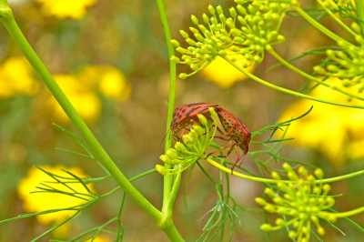 <i class='fa fa-user'></i> kooyammers | Graphosoma semipunctatum  <i class='fa fa-eye'> 27</i>   <i class='fa fa-comment-o'> 3</i>