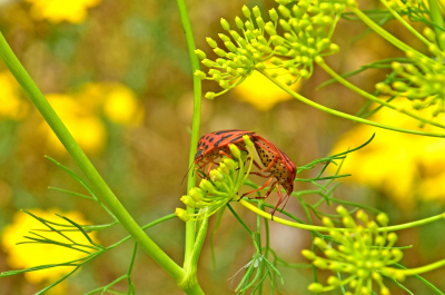 <i class='fa fa-user'></i>&nbsp;kooyammers&nbsp;|  Graphosoma semipunctatum&nbsp; <i class='fa fa-eye'>&nbsp;61</i> &nbsp; <i class='fa fa-comment-o'>&nbsp;1</i>