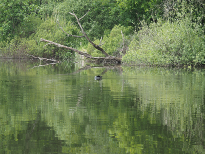 ik heb op redelijke bos grond deze foto gemaakt een overzicht van een ven in oisterwijk toevallig ook een meerkoet het weer was aardig en omdat vennen ook wel eens veranderd worden door dieren die er gegeten hebben of een andere situatie die ontaat