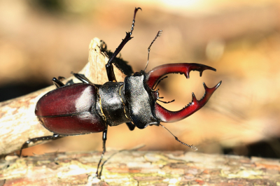 Je komt ze niet elke dag tegen.Wat een verrassing!
We hebben genoten van dit zeldzame en prachtige insect.