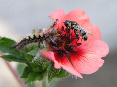 Tea for two
Wil ik een foto van dat bloemetje maken, wordt het voor m'n ogen opgegeten door een rups en op het moment dat ik afdruk landt die vlieg. Ik ben geen insectenkenner, dus wie helpt me uit de brand?