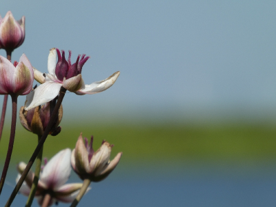Wandeling met de hond in de uiterwaarden, vorig jaar is dat hele gebied nieuw "aangelegd" en inmiddels staat het volop in bloei. Daar zag ik deze prachtige bloemen in de moerassige kant van een poel staan.