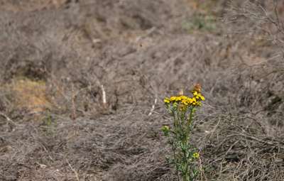 Op zoek naar de heivlinder kwam ik tientallen kleine vuurvlinders tegen. Het maakte me triest om zoveel dorheid een droogte te zien. Erg weinig bloeiende planten. Wat Boerenwormkruid en Jacobskruiskruid. En gelukkig hadden de vlinders die planten ook gevonden.