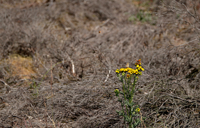 Op zoek naar de heivlinder kwam ik tientallen kleine vuurvlinders tegen. Het maakte me triest om zoveel dorheid een droogte te zien. Erg weinig bloeiende planten. Wat Boerenwormkruid en Jacobskruiskruid. En gelukkig hadden de vlinders die planten ook gevonden.